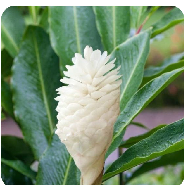 White Ginger – Hand-Poured Candle - 7 Oz